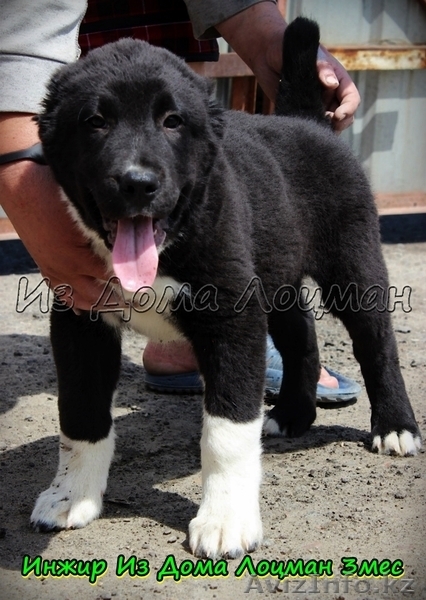 Щенки Среднеазиатской овчарки  в питомнике - Изображение #3, Объявление #1212464