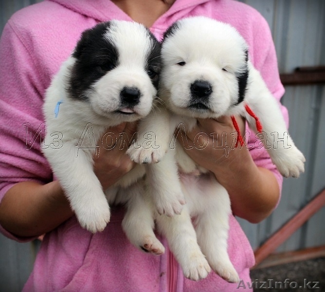 Щенки Среднеазиатской овчарки  в питомнике - Изображение #2, Объявление #1212464