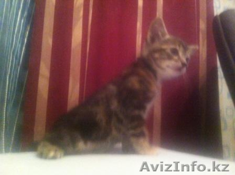 Отдам котенка трехцветного (сер., черн., бел.) - Изображение #3, Объявление #1365203