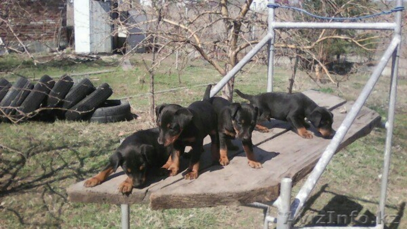 Породистые щенки Ягдтерьера - Изображение #2, Объявление #1424500