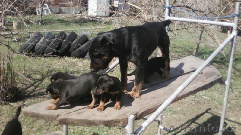 Породистые щенки Ягдтерьера - Изображение #1, Объявление #1424500