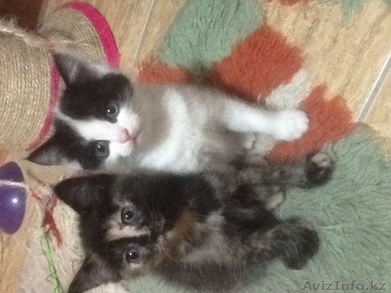 Пушистый друг в вашу семью - Изображение #1, Объявление #1455047