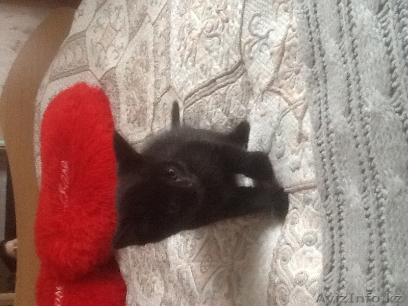 Пушистый друг в вашу семью - Изображение #3, Объявление #1455047