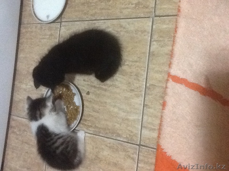 Пушистый друг в вашу семью - Изображение #4, Объявление #1455047