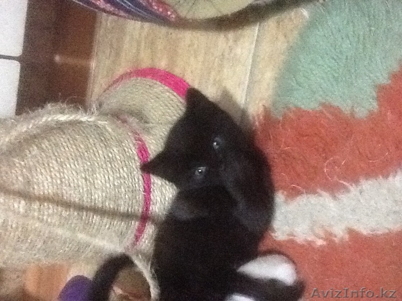 Пушистый друг в вашу семью - Изображение #5, Объявление #1455047