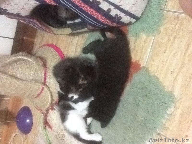 Пушистый друг в вашу семью - Изображение #6, Объявление #1455047