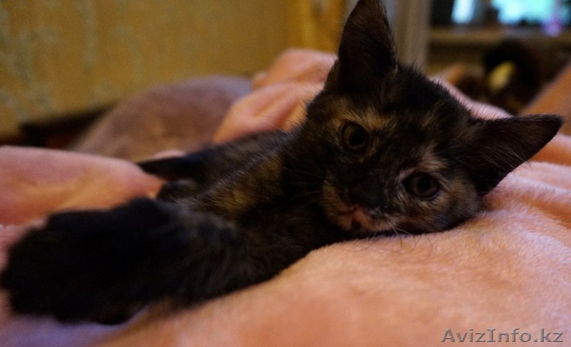 Отдам котят в добрые руки! - Изображение #2, Объявление #1453852