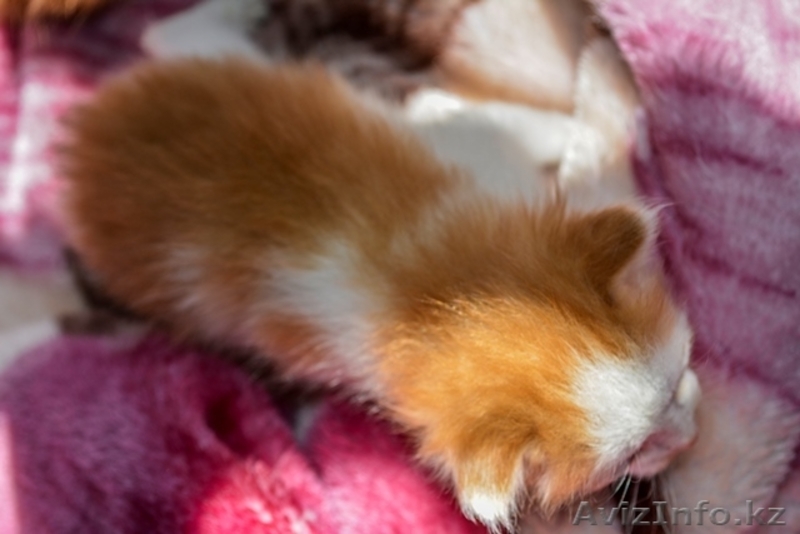 продам котят крысоловов 5 000тг. - Изображение #4, Объявление #1476919