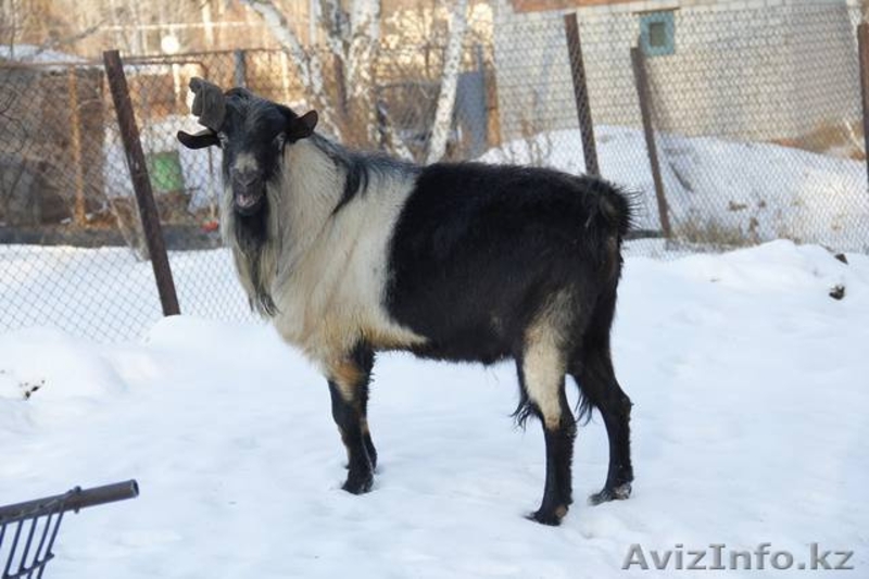 Свой частный "молочный" бизнес.. - Изображение #1, Объявление #1485917