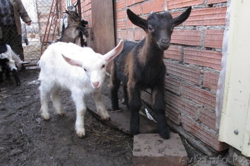 Свой частный "молочный" бизнес.. - Изображение #2, Объявление #1485917