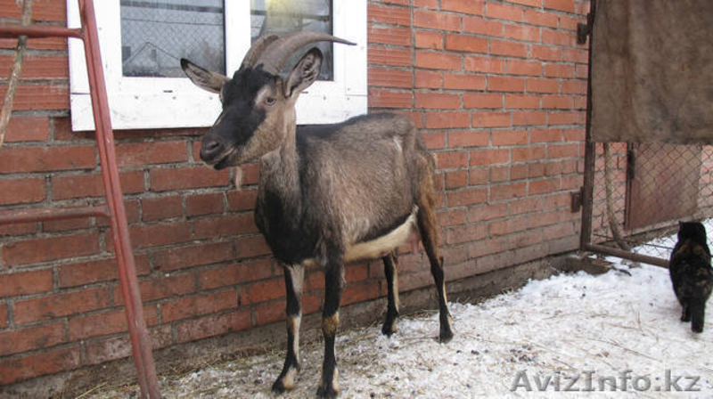 Свой частный "молочный" бизнес.. - Изображение #3, Объявление #1485917