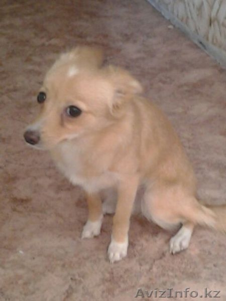 продам щенка  ( помесь) - Изображение #1, Объявление #1546560