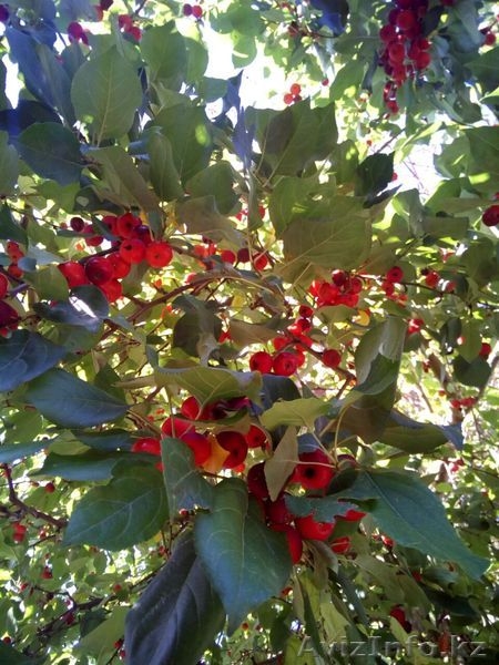 Срочно! продам дом в посёлке Ушаново! торг - Изображение #7, Объявление #1583147