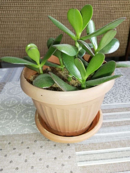 Комнатные растения и суккуленты - Изображение #4, Объявление #1689852