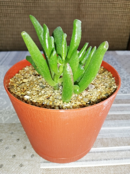 Комнатные растения и суккуленты - Изображение #5, Объявление #1689852