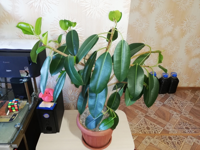 Комнатные растения и суккуленты - Изображение #2, Объявление #1689852