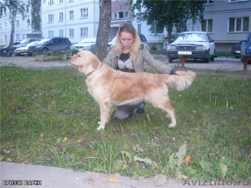 Продаются щенки золотистого ретривера - Изображение #6, Объявление #408285