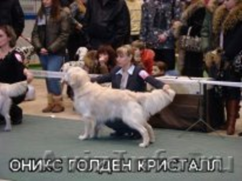 Продаются щенки золотистого ретривера - Изображение #5, Объявление #408285