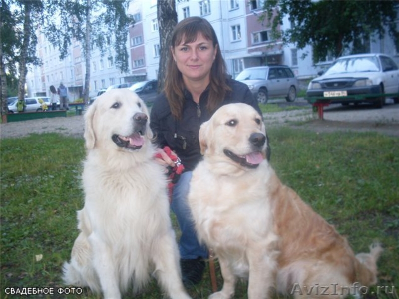 Продаются щенки золотистого ретривера - Изображение #7, Объявление #408285